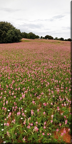 065-Campos de Castilla.jpg