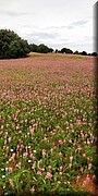 065-Campos de Castilla.jpg