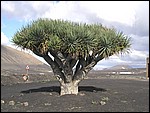 P1010068.JPG