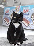 00-GatoCesarManrique-b.jpg