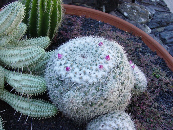 Museo-Vino-01-Cactus-3927.JPG