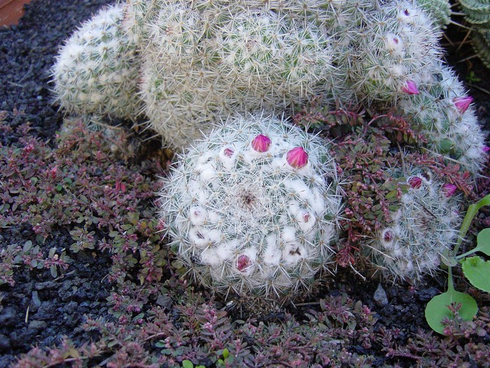 Museo-Vino-02-Cactus-3928.JPG