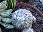 Museo-Vino-01-Cactus-3927.JPG