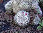 Museo-Vino-02-Cactus-3928.JPG