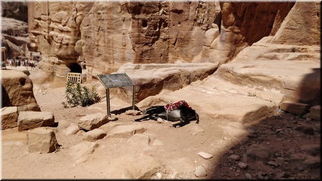 3-36-La siesta del burro.jpg