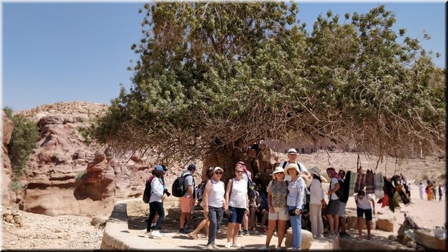 3-50-Petra-Arbol de pistacho.jpg