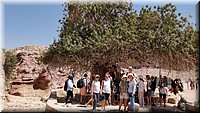 3-50-Petra-Arbol de pistacho.jpg