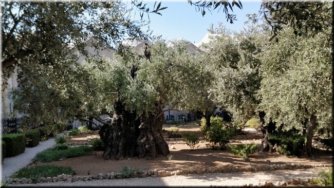 5-03-Huerto de los Olivos.jpg