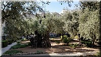 5-03-Huerto de los Olivos.jpg
