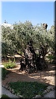 5-10-Huerto de los Olivos.jpg