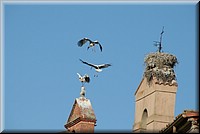01391-Zamora-Cigueñas-IMG_4497.JPG