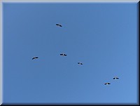 02600-Zamora-Cigüeñas-DSC02187.JPG