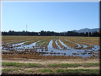 0240-Cultivos-DSC01349.JPG
