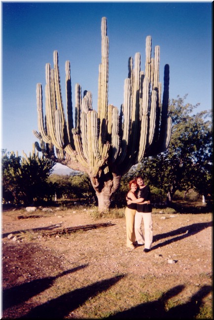 Z03-Cactus.jpg