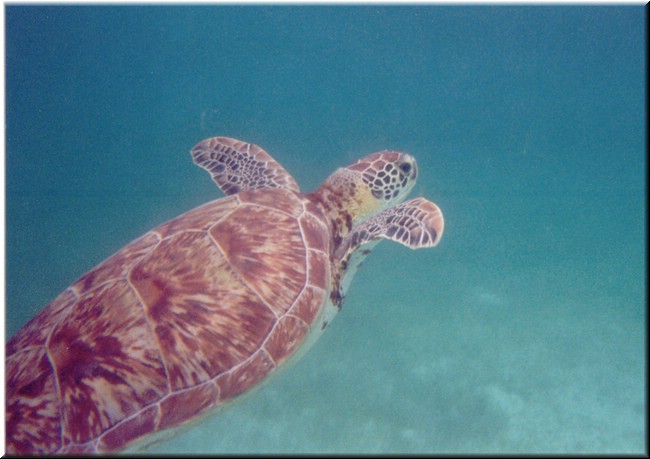 Z36a-Tortuga.jpg