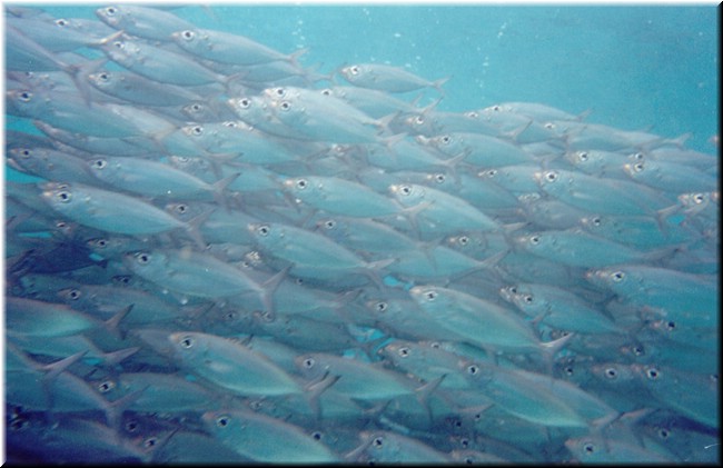Z37-Peces.jpg