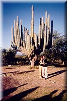 Z03-Cactus.jpg