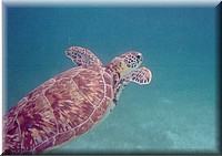 Z36a-Tortuga.jpg