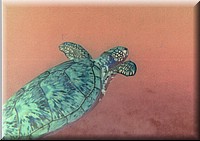Z36b-Tortuga-negativo.jpg
