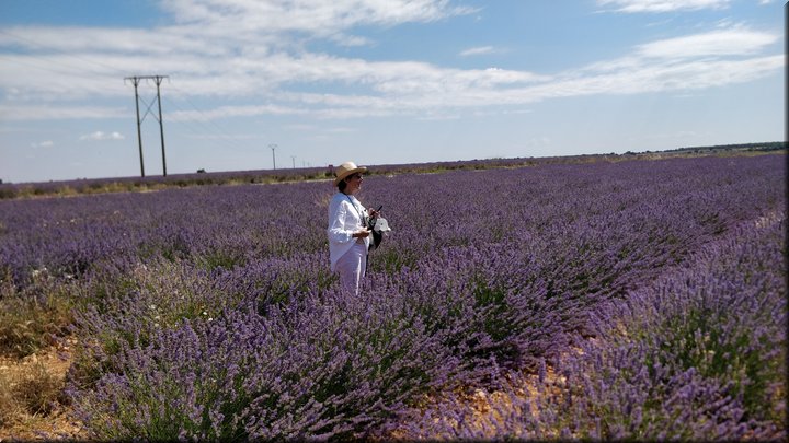 18 Brihuega - Campos de lavanda.jpg