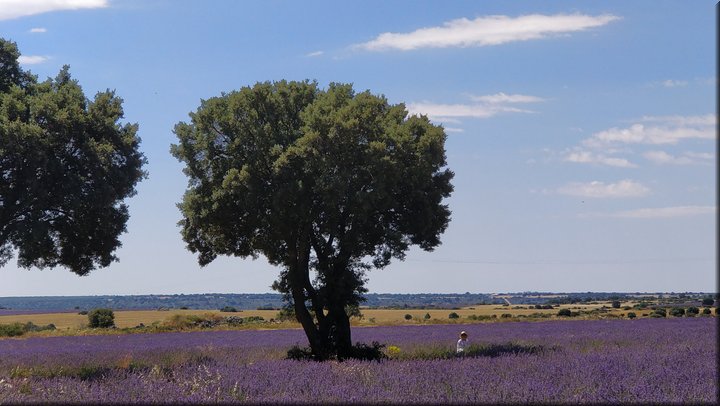 19 Brihuega - Campos de lavanda.jpg