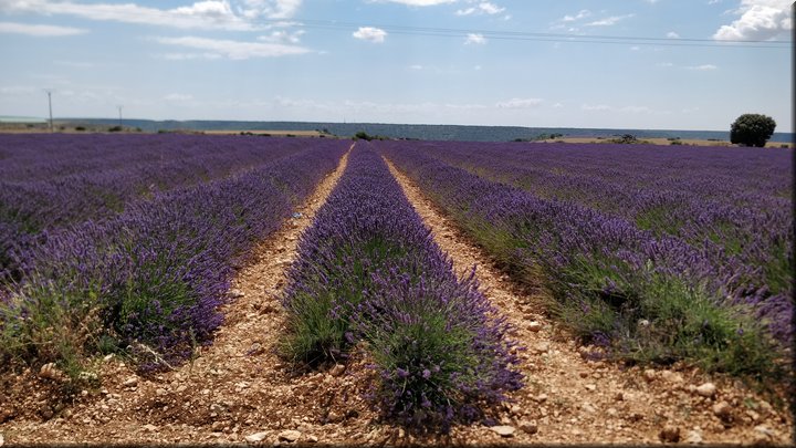 20 Brihuega - Campos de lavanda.jpg