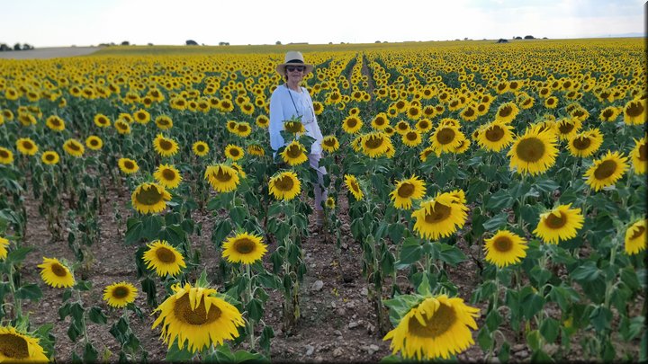 40 Campos de girasoles.jpg