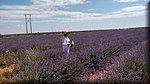 18 Brihuega - Campos de lavanda.jpg