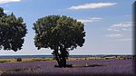 19 Brihuega - Campos de lavanda.jpg