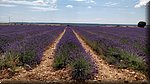 20 Brihuega - Campos de lavanda.jpg