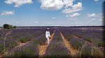 21 Brihuega - Campos de lavanda.jpg