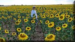 40 Campos de girasoles.jpg