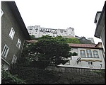 3251-Rosa-B-P-V-Salzburgo-.jpg
