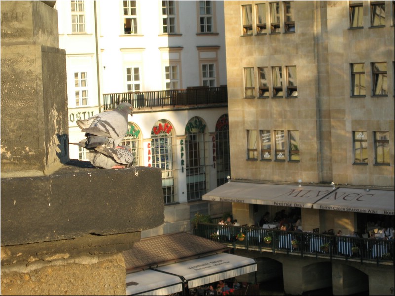 5153-Rosa-B-P-V-Praga-Puente-Carlos-Palomas.jpg