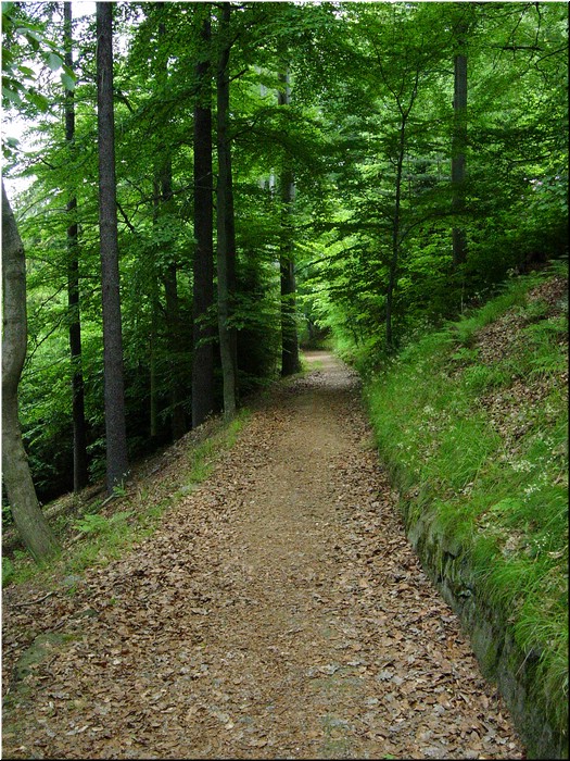 5750-Diego-B-P-V-Karlovy-Vary-Bosque.jpg